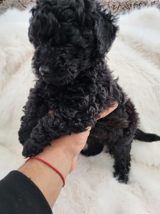 Toy Pudel  женски и мъжки