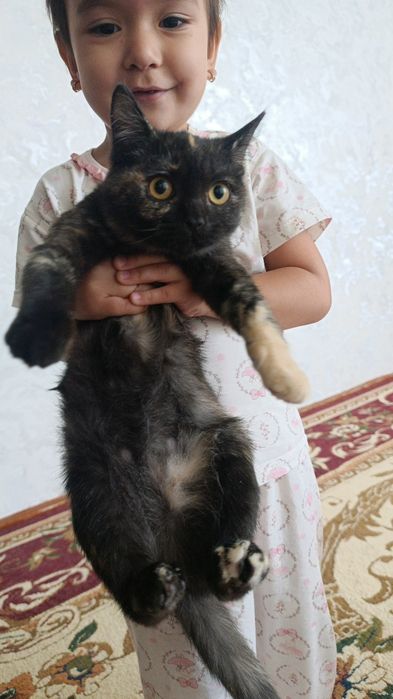 Продаю кошек здоровые домашние