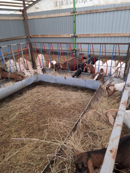 Capre si iezi de vanzare, Alpina franceza, Boer, Sanenn