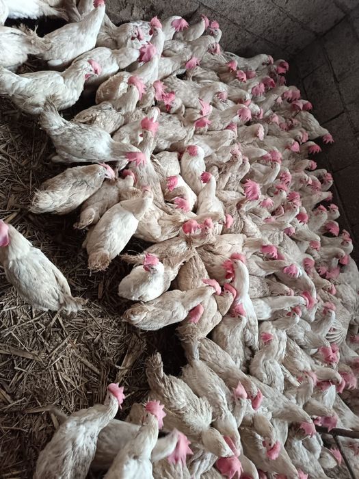 Корал Несушки куры