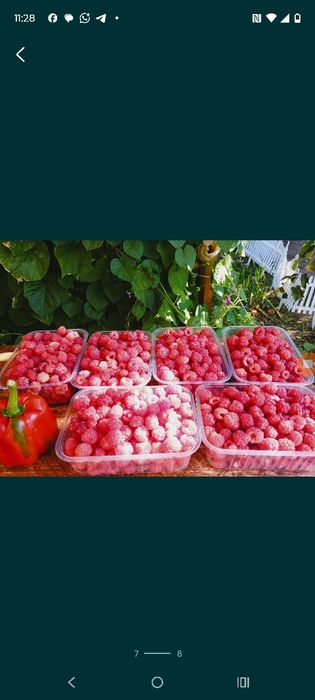 Малина отростки для посадки