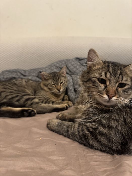 Лепчо търси ДОМ! Velcro cat