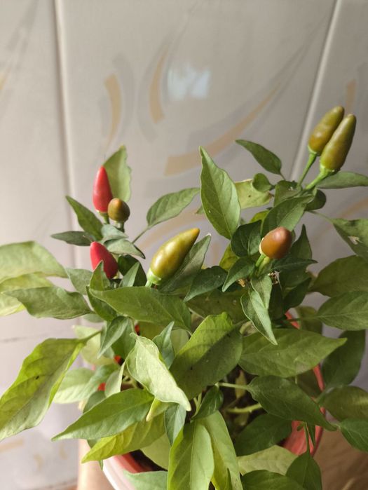 Перчики в горшках