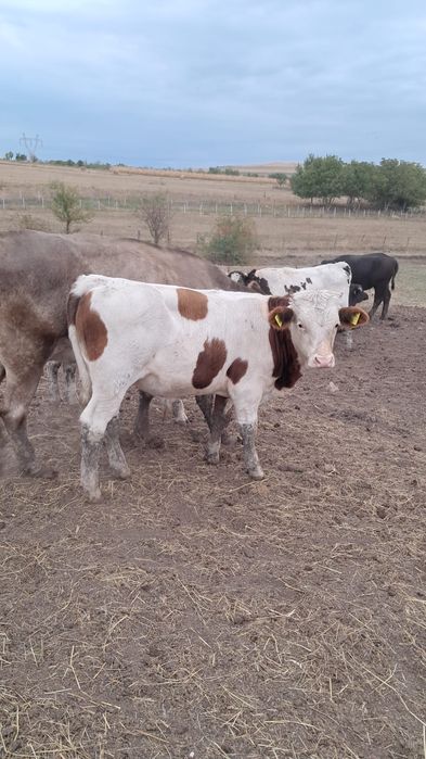 Taurasi de vanzare