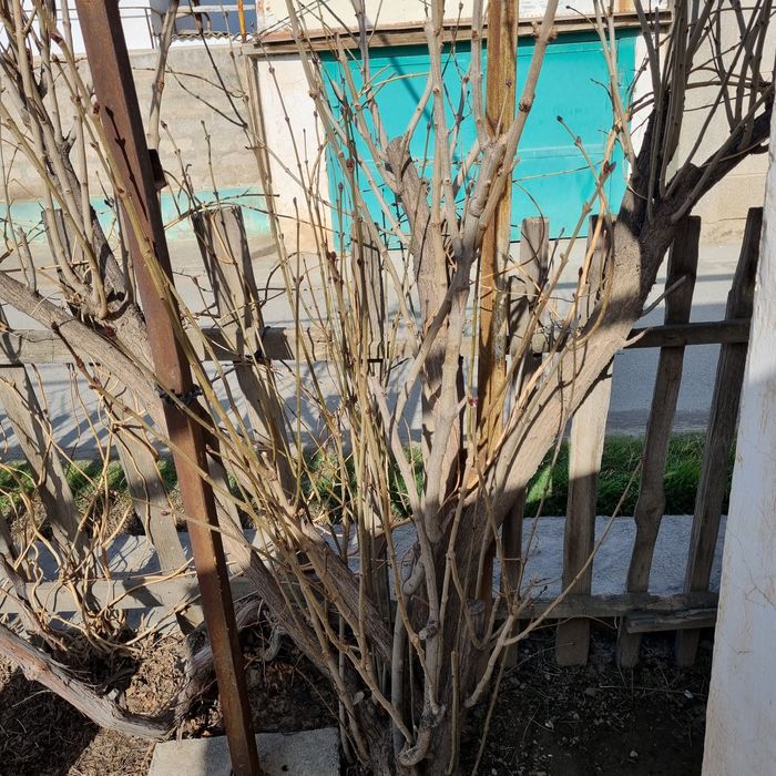 Хар хил кучатлар