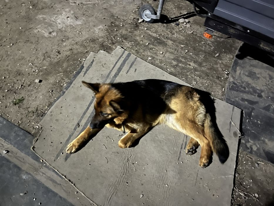 Продам немецких овчарок