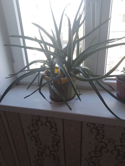 Продам алое  вера