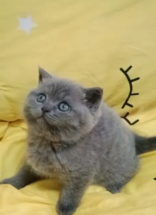 кОтЯта БриТанСкиЕ