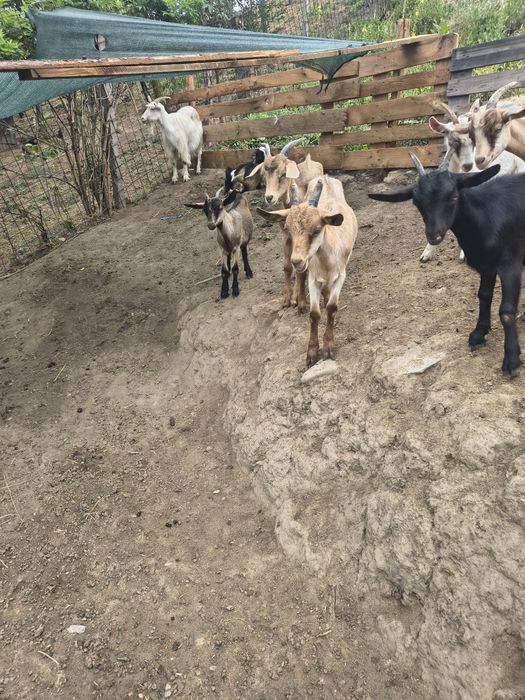 Vând 6 oii  5 ezi 2 capre și 2 meii