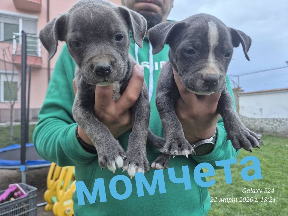 Малки чистокръвни сиви Питбули