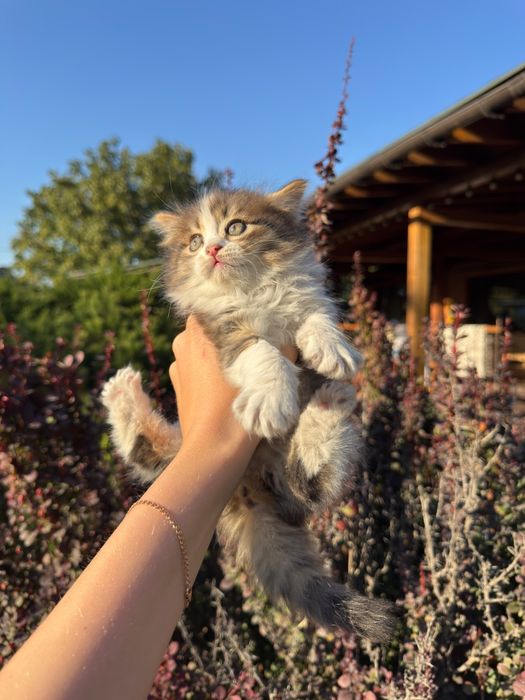 Котята от кошки крысыловки