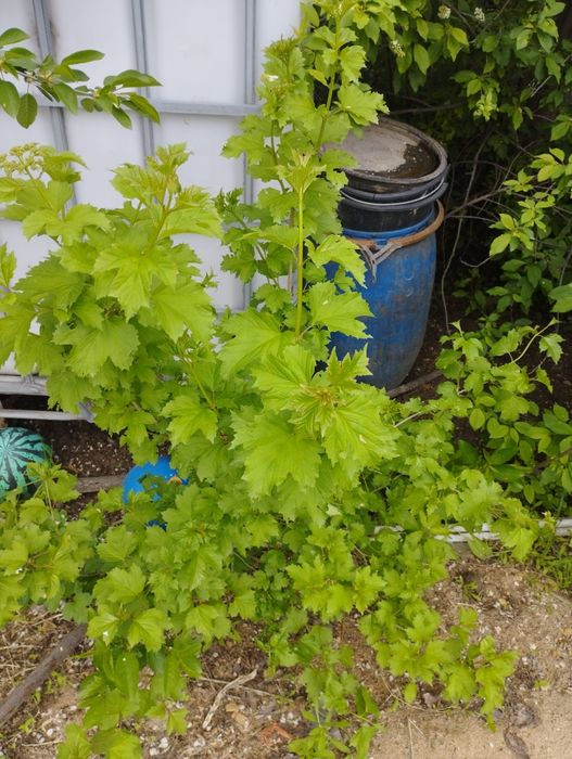 саженцы молодые .