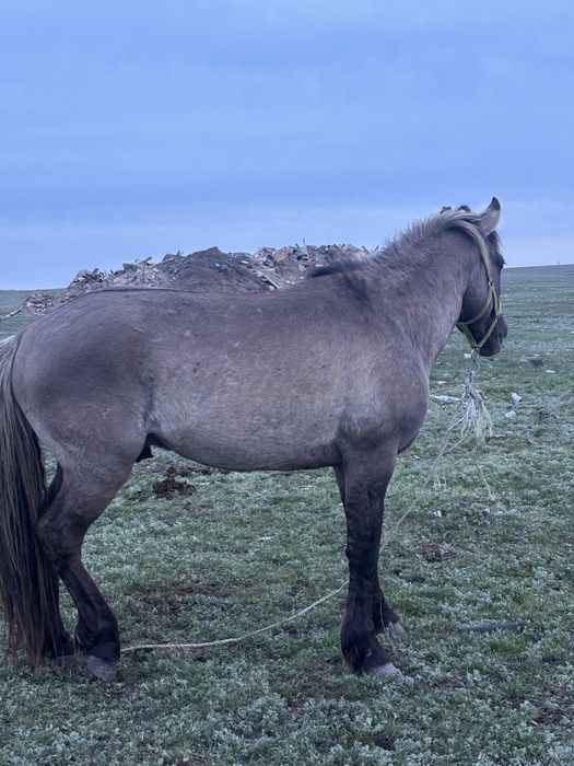 Продам жеребца держал табун