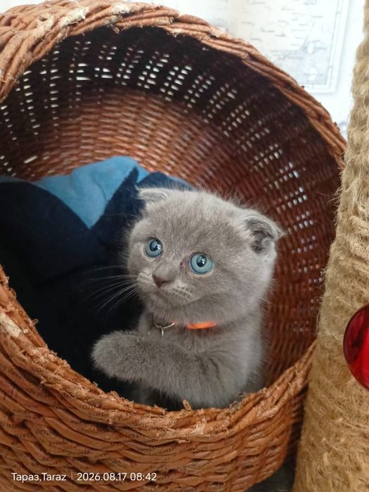 Продаются котята