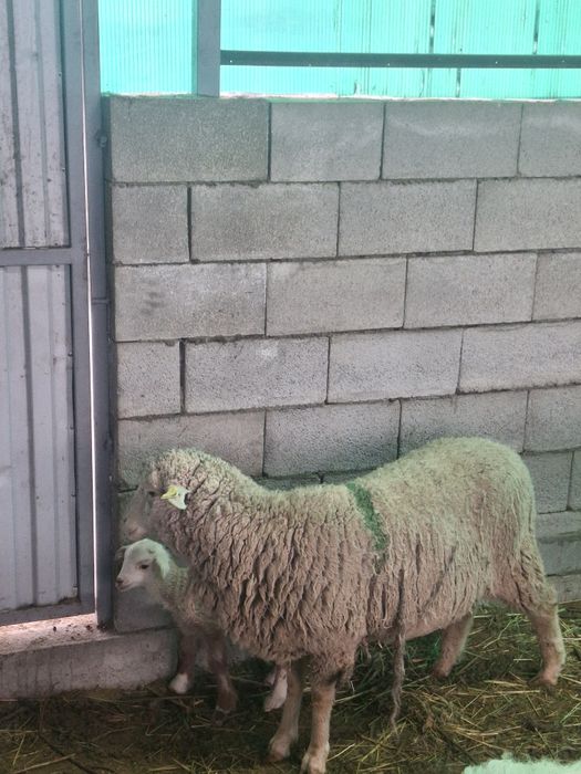 Продам овцу   с ягненком