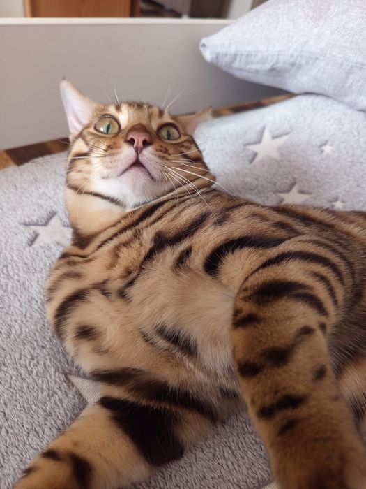 Продам красивого бенгальского кота !