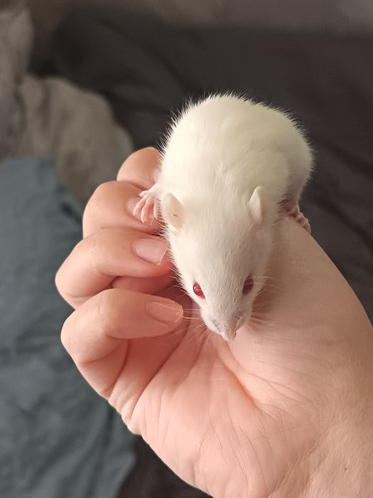 Крысы Дамбо крыски