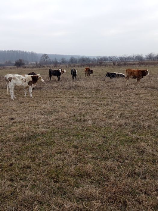 Vând vitei tineri .