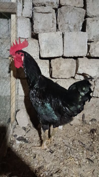 Қора шахзода хўрозлар