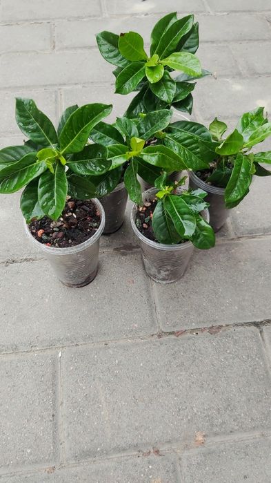 Гардения жасминовидная