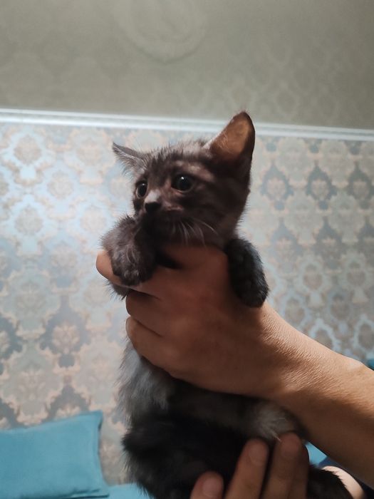 Котята полубританцы бесплатно