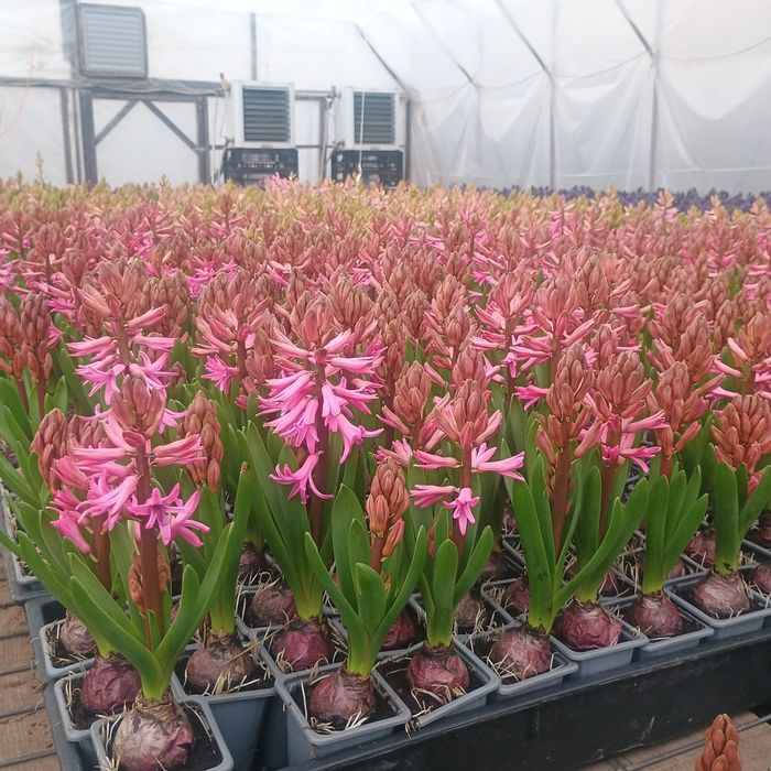 Zambile la ghiveci i