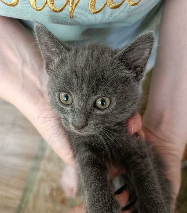 Отдам котят не больше недели возраста