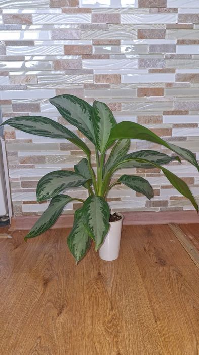 Аглонема сильвер бей,  несколько кустов разного размера