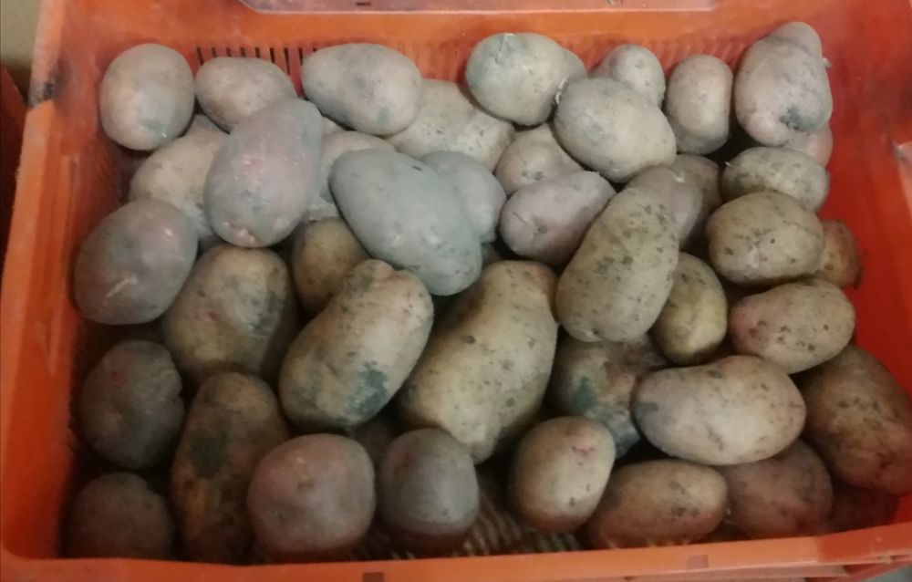 Продаётся дачная картошка