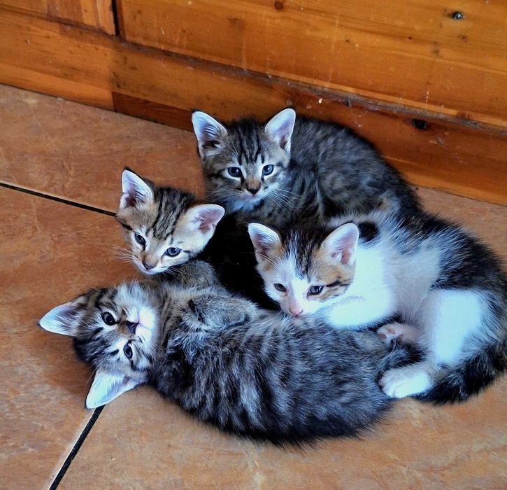 Добрые и милые котята