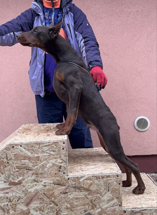 Căței Doberman cu pedigree