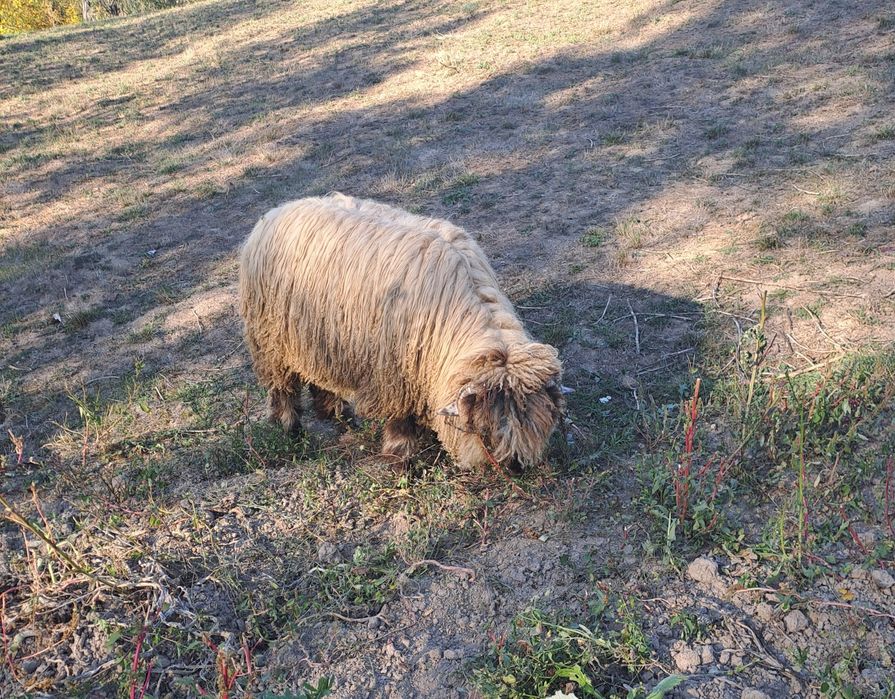 Noatin de vănzare