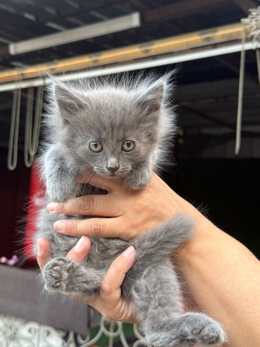 Отдам котят  1,5 месяца