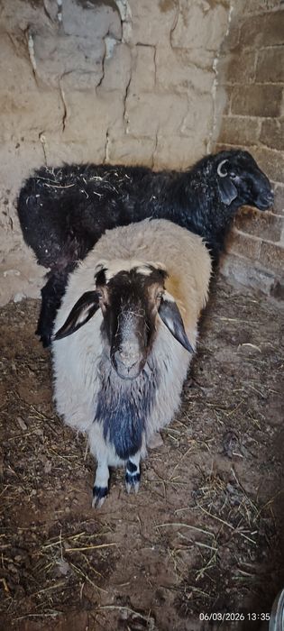 Кошкар бордакы тек бидаймен