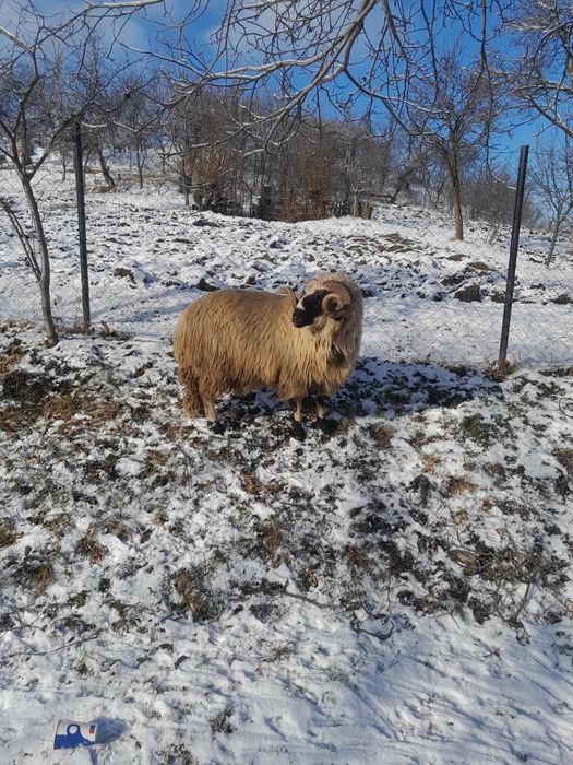 Vând 10 oi și un berbec