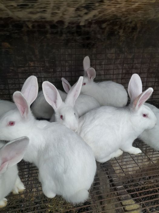 Iepuri hjcole tineret