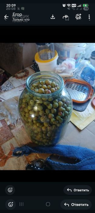Продам крыжовник