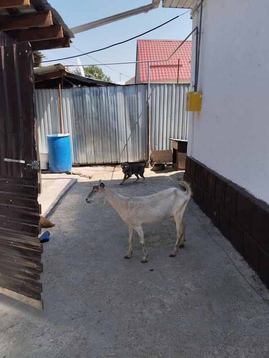 Продам Козу срочно!