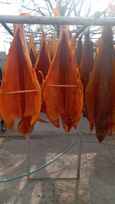 Рыба фарель холодное копчения