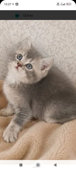 Шотланские 1,5месяцев .Приученны.
