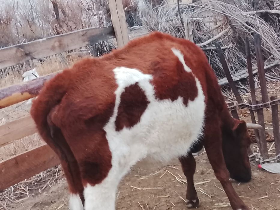 Қысыр сиыр сатылады