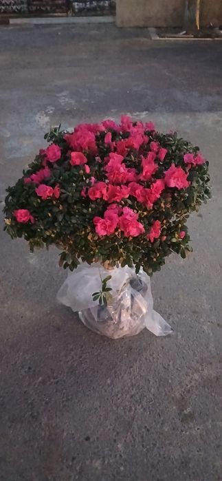 Комнатные растения Азалия Azaliya