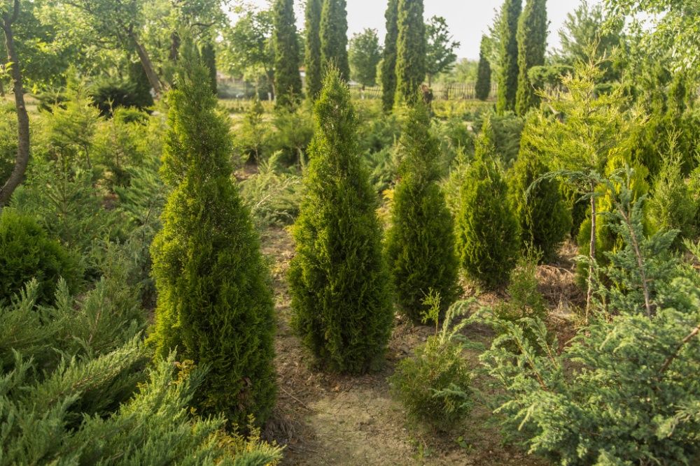 Pepiniera Arbori Ornamentali ( Tuia, Gard viu)