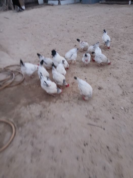 Чистокровный адлер