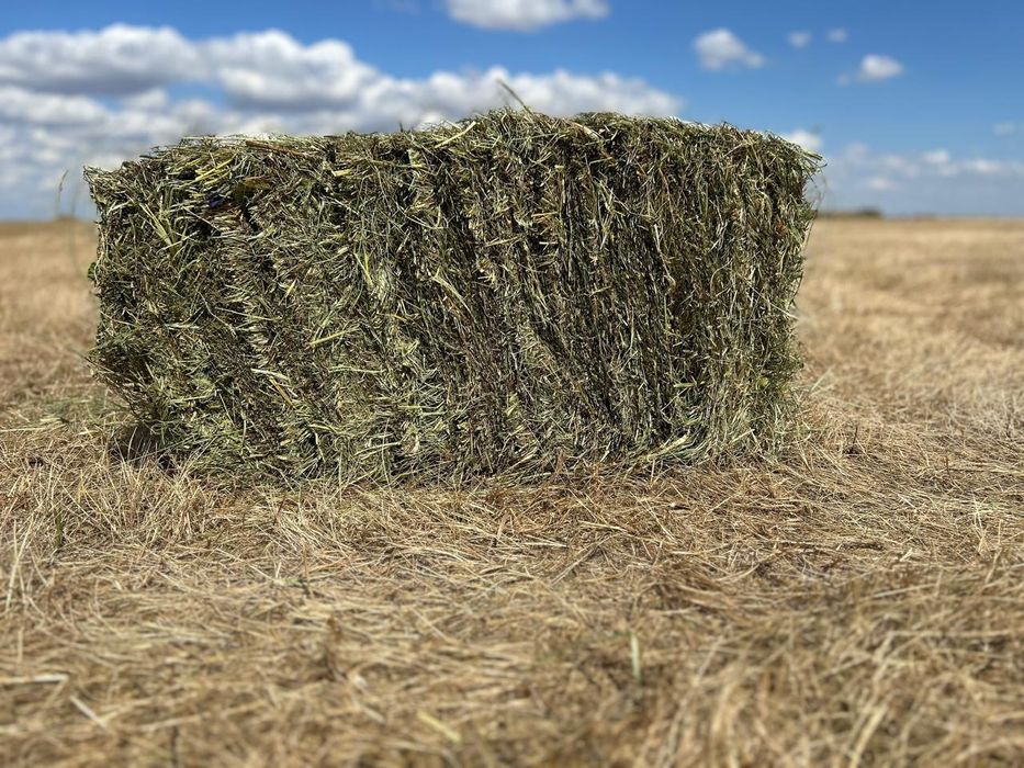 Продам сено луговое