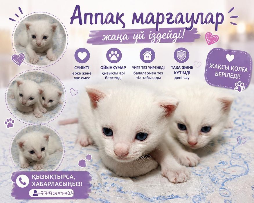 Белые котята с голубыми глазами