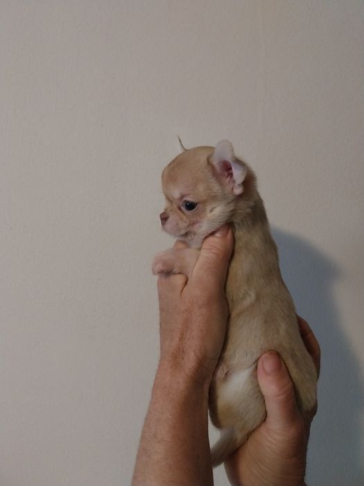 Продавам мини чихуахуа