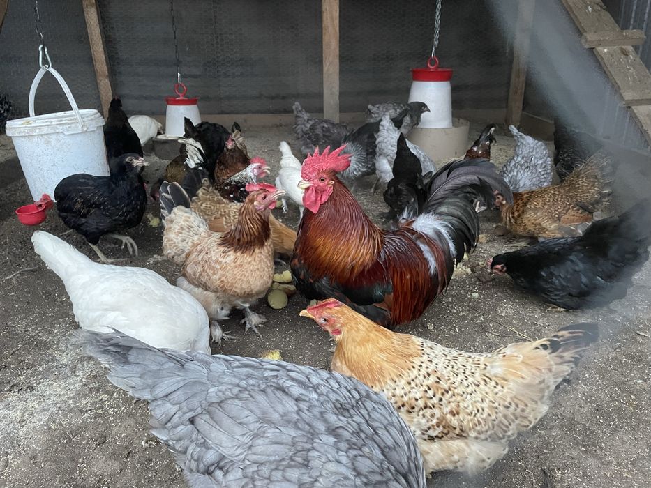 Gaini americane si cocosi