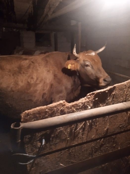 Vând vacă rasa simmental