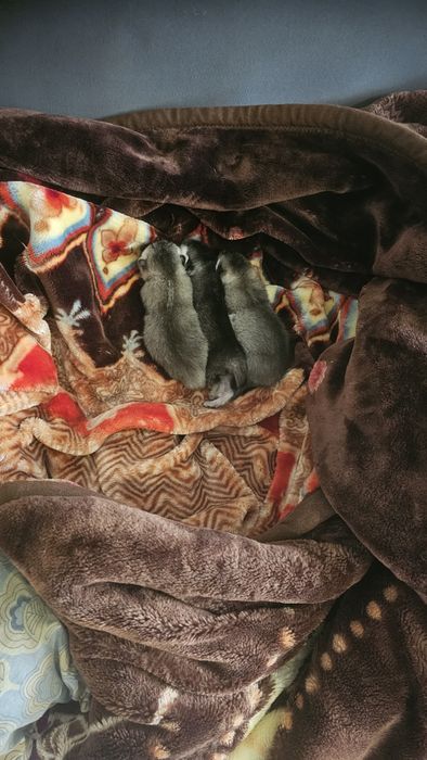 Продаются шикарные котята серебряной шиншиллы.  Котята родились 25 ноя